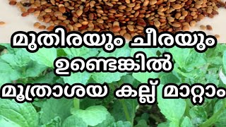 Moothrathil kallu ottamooli malayalam  kidney stone maaran treatment  health tips in malayalam [upl. by Boarer727]