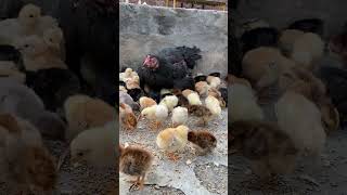 Hen harvesting eggs to chicks  100 baby chicks with 1 seal hen [upl. by Akin]