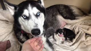 Alaskan husky birthing 8 puppies [upl. by Dripps680]