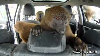 Hyundai i30 and 40 Baboons Video [upl. by Larimer]