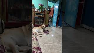 Chalo water park maaza aa jyega 😍😂 viralshort Viral Dog lover [upl. by Reese474]