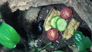 MadagaskarFauchschabe  Fütterung 3  Nachwuchs  Madagascar hissing cockroach  Feeding [upl. by Atiuqan]