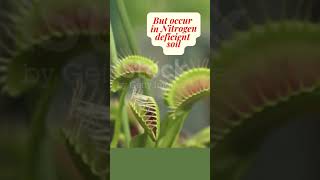 Why do some plants eat insects  Insect eating plants  Venus fly trap  Pitcher Plant shorts [upl. by Weintrob364]