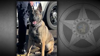 Denver Sheriffs Department dog in K9 unit saved from euthanasia [upl. by Nauqel]