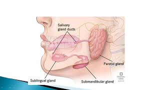 12 Histology of salivary glands Major salivary glands [upl. by Dibb657]