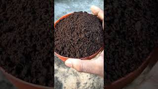 September মাসে বাগানবিলাস গাছের মাটি তৈরি এবং repotting [upl. by Nessy25]