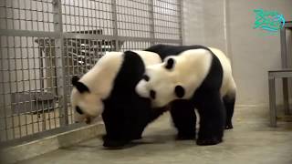 Panda Mating Season And Mating Behaviours  Jia Jia and Kai Kai  River Safari Singapore Zoo [upl. by Ewen]