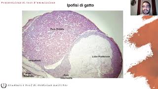 Lezione di Anatomia 11  Sistema Endocrino  Dott Nicolò Loddo [upl. by Riamo]