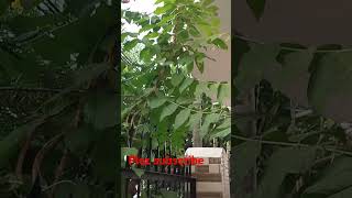 लगाये  Top Permanent Vine Plant shorts ytshorts gadeninggardening [upl. by Aesoh]