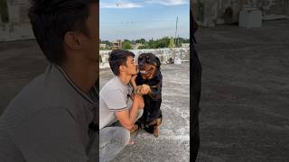 Rottweiler Daisy ko aaj kiss krdeya💋⚠️Reaction 😂rottweiler shorts viral doglover [upl. by Browning]