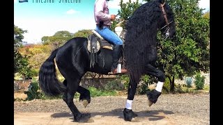 EL MECHON  Friesian Stallion  Alta Escuela Y Baile  Club Ecuestre SM [upl. by Suirauqram]