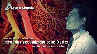 ►Vascularización e inervación de los dientes  Dr José Luis Becerra Beltrán [upl. by Ardnasella]