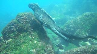 Buceo con iguanas marinas [upl. by Ffej]