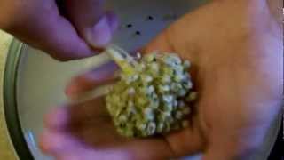 How I separate onion seeds from the flower head [upl. by Ahseenak140]