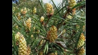 Health Benefits Of Pine Pollen [upl. by Giaimo]