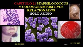 Staphylococcus cocos grampositivos relacionados medicina [upl. by Nathanial471]