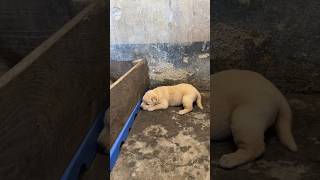 Baby labra shortsfeed doglover labrador trending funnyshorts shorts ytshorts viralvideos [upl. by Katleen786]