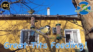 Great Tits Feeding  10 Minutes Of Relaxation  Winter  Bulgaria [upl. by Couhp]