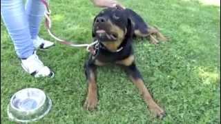 ADOPTE  GOUACHE jeune rottweiler de 1 an RP [upl. by Lleuqar]