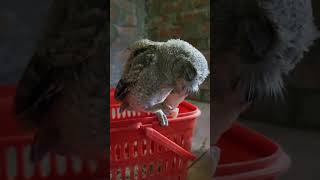 scops owl feeding short owl india baby [upl. by Toth]