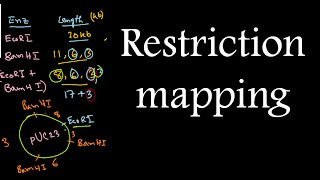 Restriction mapping tutorial 2  restriction mapping problems for CSIR NET exam [upl. by Elamor]