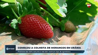 Produção de morango em Urânia atrai visitantes do mundo inteiro [upl. by Hui]