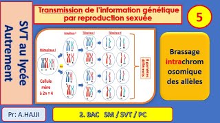 Brassage intrachromosomique des allèles  Fécondation  diversité génétique  exemples [upl. by Hatcher449]