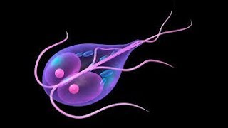 Giardia intestinalis ampProtozoa اسهل طريقة لشرح الجيارديا [upl. by Acker]