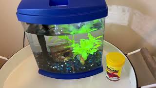 Aqueon LED MiniBow Small Aquarium Fish Tank Kit with SmartClean Technology Review [upl. by Hardy]