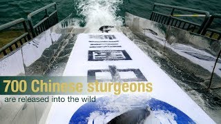 Live 700 Chinese sturgeons are released into the wild 700尾中华鲟放流长江 [upl. by Oag]