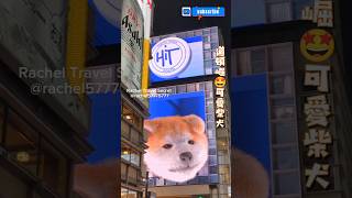 大阪道頓崛（ㄎㄨ） Dotonbori😍超可愛柴犬 [upl. by Sirenay]