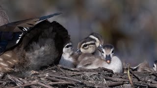 Familles Canards branchus  Wood Ducks family [upl. by Sprung490]