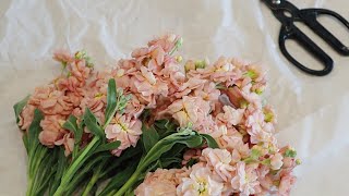 How to Condition Matthiola  Stock Flowers [upl. by Colston]