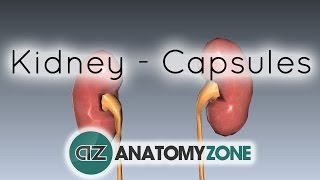 Capsules of the Kidney  Anatomy Tutorial [upl. by Oile]