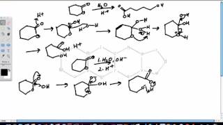 Lactone Hydrolysis [upl. by Mable]