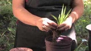 How to Plant Freesias [upl. by Aytida]