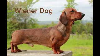 MISSION IMPAWSSIBLE  Funny Wiener Dog Action Movie [upl. by Nodarse]