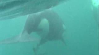 GULF OF ALASKA KILLER WHALE FEEDING [upl. by Aineg]