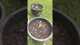 Repotting Plants gardening diyprojects springgarden northcarolina plants herbgarden [upl. by Eryn757]