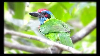 Red crowned barbet feeding young [upl. by Tris]