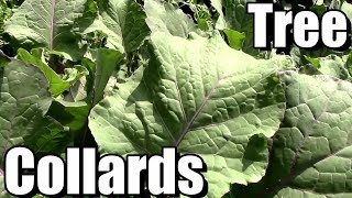 How to Propagate Tree Collards amp Grow Them in Colder Climates [upl. by Ellinad137]