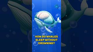 How do whales sleep without drowning knowledgeshorts interesting whales whalessleep [upl. by Amsa]