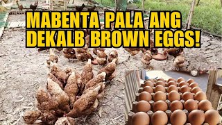 MABENTA PALA ANG DEKALB BROWN EGGS [upl. by Wardle]