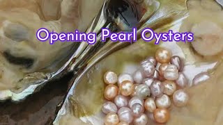 Extracting real pearls from oysters  Benefits of Pearls [upl. by Hound286]