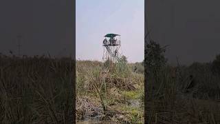 Okhla Bird Sanctuary Noida shorts [upl. by Liberati]