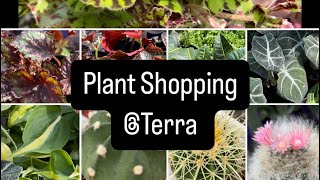 Plant shopping  Terra  Hoya houseplants and more [upl. by Lewendal]