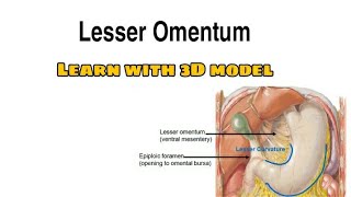 Lesser Omentum Anatomy  Learn with fun [upl. by Airamana]