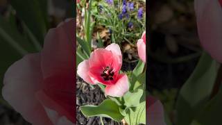 🌷 🐝  🥰 tulip bee pollinators spring garden gardening zone8b pinkflowers texas [upl. by Mathews59]