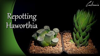 Repotting Haworthia  Coarctata Greenii amp Maughanii  Cacti amp Succulent Collection [upl. by Assirolc]