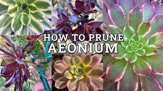 How To Prune amp Trim Aeonium Succulents [upl. by Kosel476]